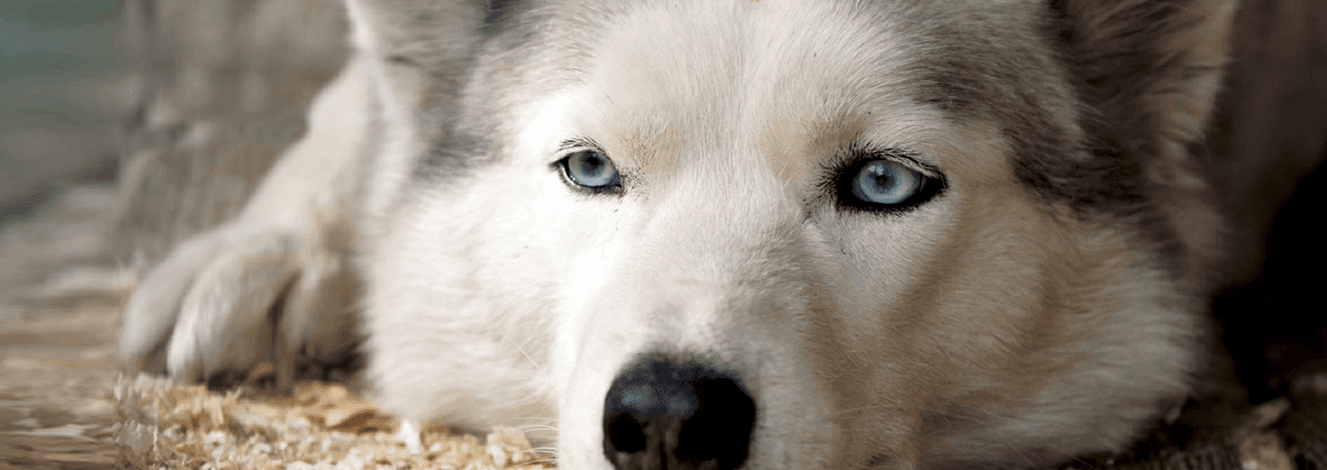 Husky dog resting