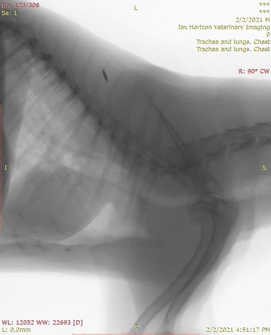 Lateral thorax study